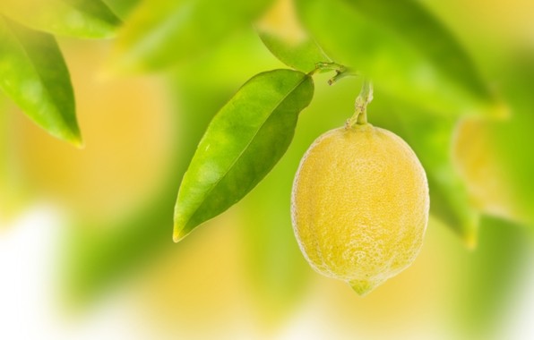 Kilo vermenize yardım eder: Limonun içerisinde bulunan pektin lifi açlıkla savaşmanıza yardım eder.