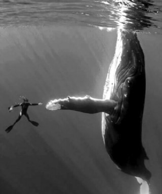 Kameraman Marco Queral, 16 metre uzunluğundaki dişi bir balinanın Hawaii açıklarında birçok fotoğrafını çekti. Bu fotoğraf ise Queral'in bir dalgıç arkadaşı tarafından çekildi.Fotoğrafta balinaya dokunmaya çalışan Marco'ya, balina da yüzgecini uzatarak cevap veriyor.