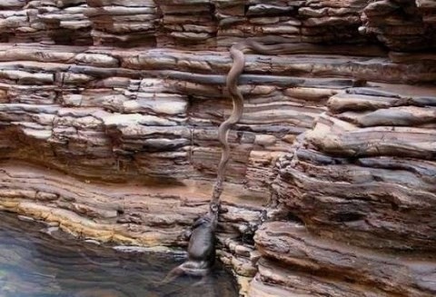 Bu fotoğraf bir piton yılanının, sudan kanguruyu çıkardığı sırada çekildi. Bazıları kangurunun bir inek olduğunu söylemektedir.