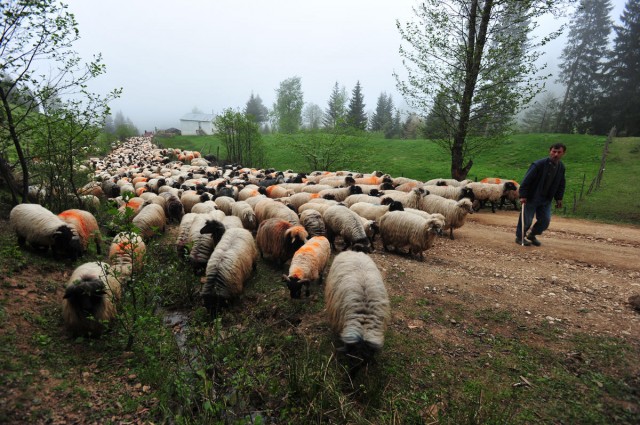 Doğu Karadeniz'de hayvancılıkla uğraşanlar, hava şartlarına bağlı olarak ekim, kasım aylarına kadar konaklayacakları yaylalara göç ediyor.