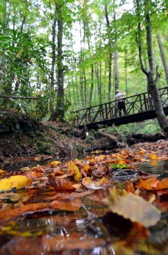 Zengin taş kömürü yataklarıyla altı kara, 180 bin hektarlık ormanlarıyla üstü yeşil, madenci kenti Zonguldak'ta sonbahar, farklı güzellikte yaşanıyor.