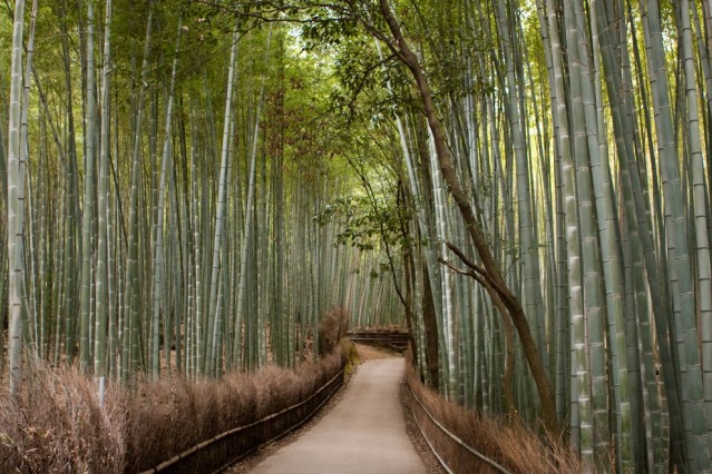 Bamboo groves of Arashiyama, Kyoto, Japonya