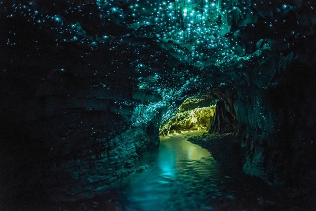 Glowworm Mağarası, Waitomo, Yeni Zelanda