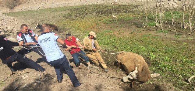 Amasya'da çamura batan 2 ineği itfaiye kurtardı