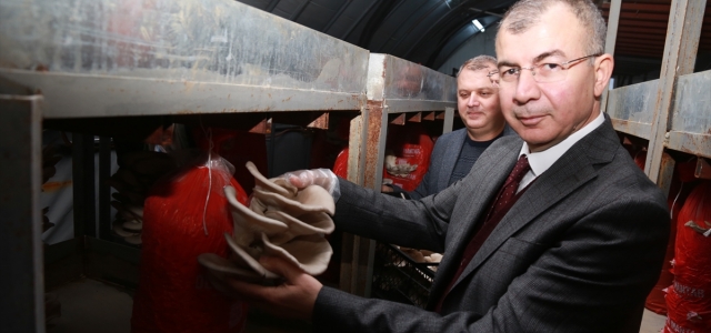 Artvin Valisi Doruk, kayın mantarı üretim tesisinde incelemelerde bulundu
