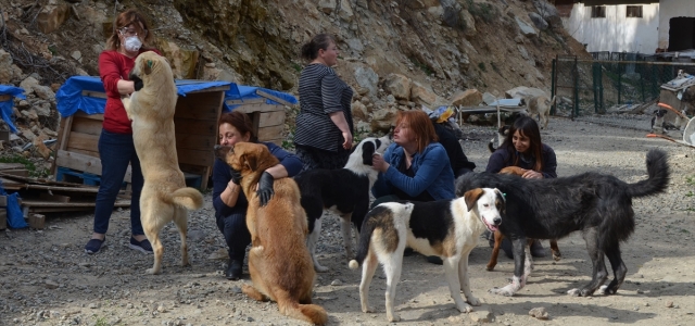 Artvin'de 14 gönüllüden engelli ve hasta köpeklere şefkat eli