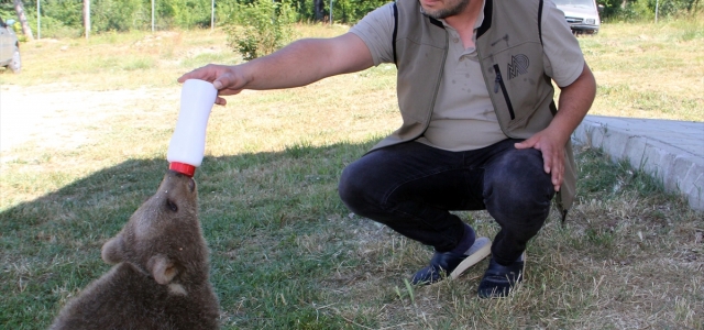 Ayı yavrusu "Ponçik" yaşamını Kayseri'deki hayvanat bahçesinde sürdürecek
