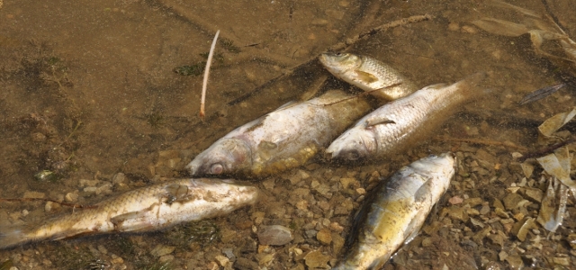Balık ölümleri görülen Bolu'daki Çubuk Gölü'nden numune alındı