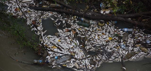 Bartın Irmağı'nda balık ölümleri