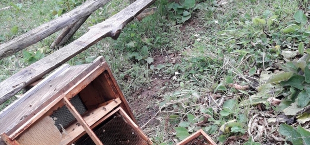 Bartın'da köylere inen ayılar arı kovanlarına saldırdı