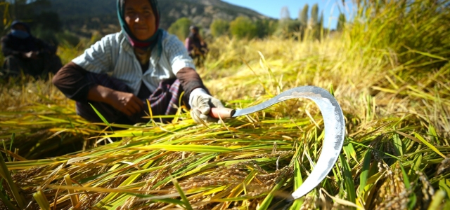 Bolu'nun "Kıbrıscık pirinci" üreticisini sevindirdi