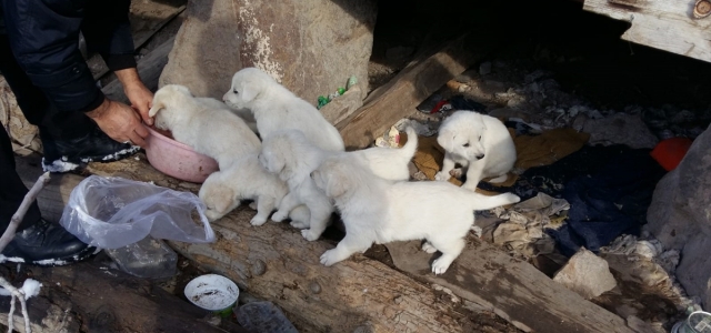 Çorum'da sosyal medyadan yapılan çağrıyla 7 köpek yavrusu korumaya alındı