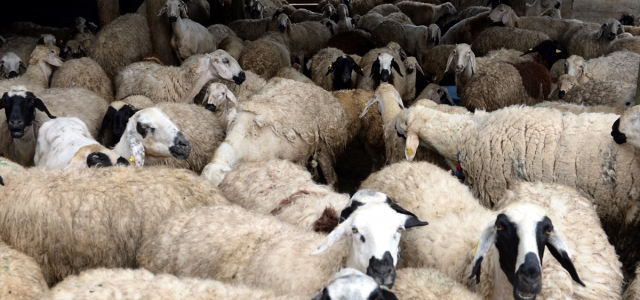 Devlet desteğiyle aldıkları sayıda koyunu, sürülerini genişletince bağışladılar