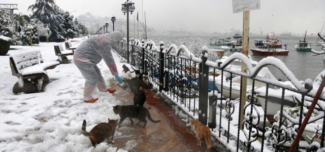 Ereğli'de sokak hayvanları için yiyecek bırakıldı