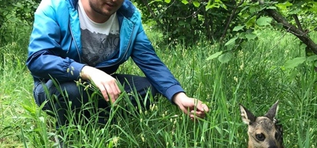 Fındık bahçesinde çilek toplarken karaca yavrusu buldu