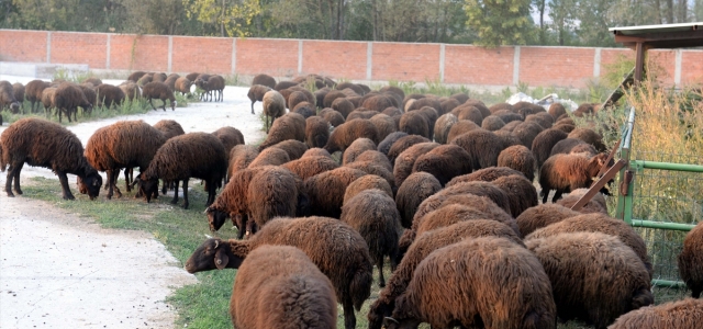 "Genç Çiftçi Projesi" sayesinde 300 koyunluk sürüsü oldu
