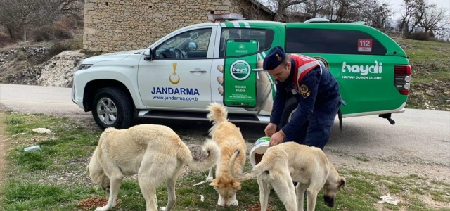 Karabük'te jandarmadan sahipsiz hayvanlara mama ve su desteği