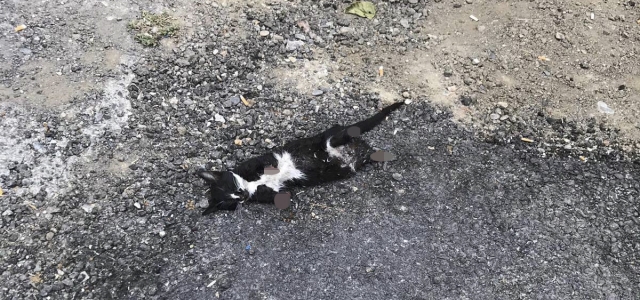 Karabük'te patileri kesik ölü kedi bulundu