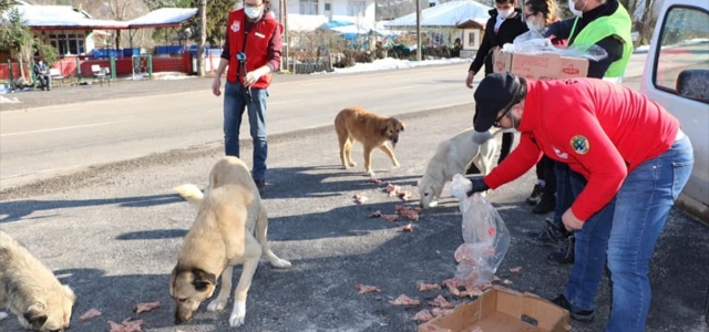 Karabük'te sokak hayvanları kısıtlamada unutulmadı