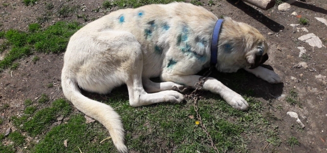 Kastamonu'da av tüfeğiyle vurulan köpeğin vücudundan 25 saçma çıkarıldı