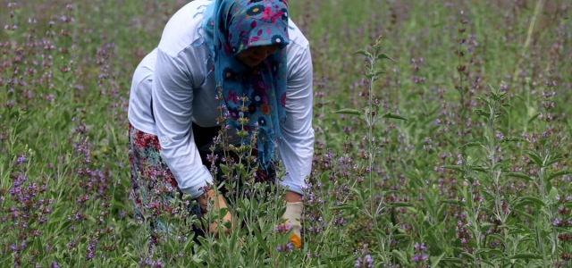 Köylü kadın girişimcilerin hasat heyecanı
