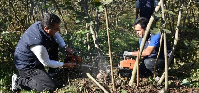 Ordu'da fındık timleri 1500 bahçenin bakımını yaparak verimin artmasını sağladı