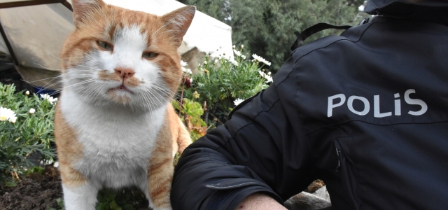 Polis uygulama noktasına sığınan kedi "Cemşit" ekiplerin maskotu oldu