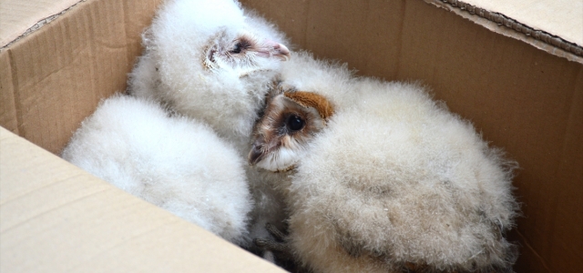 Sakarya'da çatı katında bulunan baykuş yavruları koruma altına alındı
