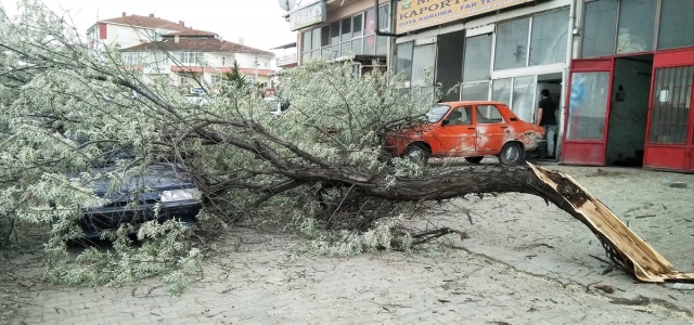Samsun'da şiddetli rüzgar nedeniyle ağaç ve aydınlatma direği devrildi