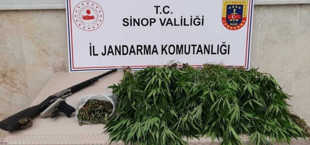 Sinop'ta 31 kök kenevir bitkisi ele geçirildi