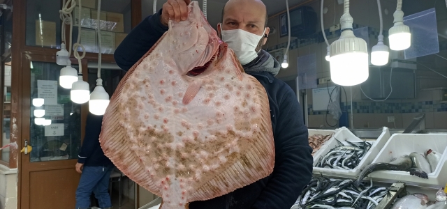 Sinop'ta ağa takılan dev kalkan balığı kilogramı 200 liradan satıldı