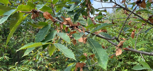 Sinop'ta "kestane gal arısı" kestane ve bal üretimini tehlikeye düşürüyor