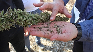Amasya'da “narlı“ türü kenevirin tohum hasadı yapıldı