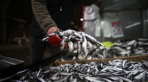 Batı Karadeniz'de havaların soğuması balık avcılığındaki hareketliliği artırdı