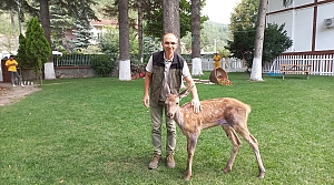 Bolu'da tedavisi tamamlanan geyik doğaya salındı
