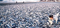 53 ton balık kıyıya vurdu
