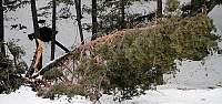 Aşırı kar yağışı çam ağaçlarını devirdi