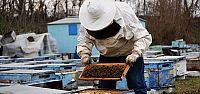 Düşük "kraliçe arı" sayısı endişelendiriyor