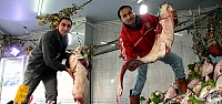 Hey maşallah! Samsun'da “yayın balığı“ bereketi