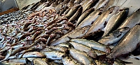 Karadeniz'de balık tezgahları canlılığını koruyor