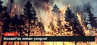 Kocaeli'de orman yangını!