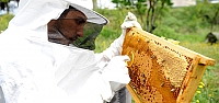 Mantar zehirlenmelerini arılar önleyecek