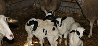 Mudurnu'da ikiz ve üçüz doğuran koyunlar sahibini sevindirdi