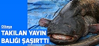 Oltaya takılan 72 kiloluk yayın balığı şaşırttı