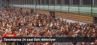 Tavuklarına 24 saat ilahi dinletiyor