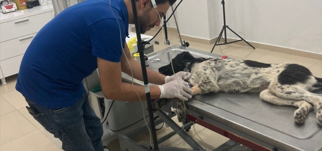 Tokat'ta besin zehirlenmesi geçiren sahipsiz köpeği jandarma tedavi ettirdi