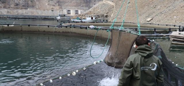 Torul Barajı gölünde yıllık 1200 ton balık üretiliyor