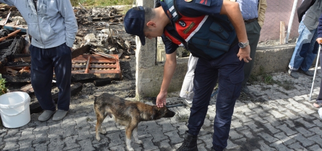 Yangında 5 yavrusunu kaybeden köpek yanan evin enkazından ayrılmıyor