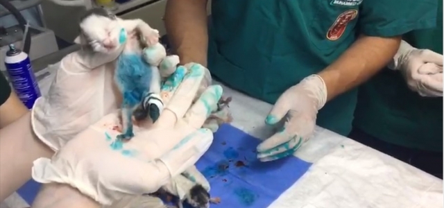 Yapışık dördüz kediler cerrahi operasyonla ayrılarak sağlığına kavuşturuldu