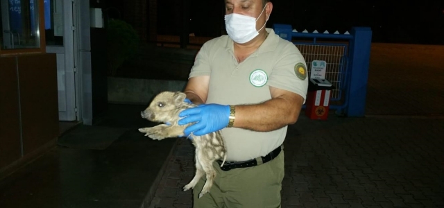 Zonguldak'ta vurulan yaban domuzunun yavrusu koruma altına alındı